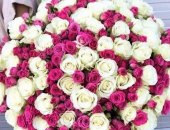 Продам комнатное растение в Ростове-на-Дону, Букеты роз в розницу по оптовым ценам! Наши