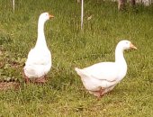Продам с/х птицу в Костроме, Пара гусей, пару белых гусей, гусыне 2 года, гусаку год