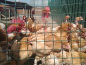 Продам с/х птицу в Ногинске, подрощенных рыжих цыплят породы голошейка яично мясные вывод