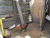 Продам птицу в Смоленске, Петушок, 7 месяцев, резвый, певчий, не обделит ваших курочек