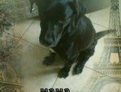 Продам собаку в Сочи, Ищем дом для супер щенков, Родились в ветклинике 9 апреля 9 штук
