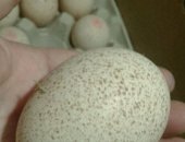 Продам яица в Астрахани, Привезем в Астрахань под заказ инкубационное яйцо бройлера