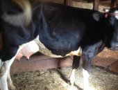 Продам корову в Речицы, Великолепная, перспективная, здоровая, покрытая быком тёлка