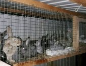 Продам заяца в Майкопе, Кролики на племя, молодые и взрослые до 10кг, французкий