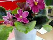 Продам комнатное растение в Хабаровске, Фиалка с крупными цветами редкой красоты, даёт