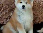Продам собаку акита в Прокопьевске, Щенки акиты японской, Родители вывозные с Украины