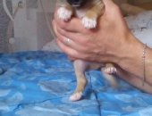 Продам собаку чихуахуа в Туле, Чишка, тся малыш рождён 29, 04, кушает самостоятельно