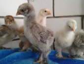 Продам с/х птицу в Новоаннинском, Цыплята Брама, тся подрощенные 2-х недельные цыплята