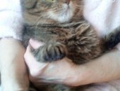 Продам кошку, самец в Воронеже, Котику 2-3 года, Был подобран на улице бабушкой, но у нее