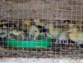 Продам птицу в Боре, Птенцы разных пород кур и петушков более 10 Возраст 2, 5 мес, 280
