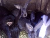 Продам заяца в Великих Луках, Кролики, крольчата, кроликов, месячные, двухмесячные, Есть