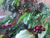 Продам комнатное растение в Братске, саженцы кофейного дерева, От великолепных кофейных