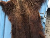 Продам трофеи в Новочеркасске, Шкура медведя, Хорошо выделанная шкура северного медведя