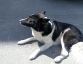 Продам собаку в Владимире, найдена трехлапая собака! просим откликнуться старого или