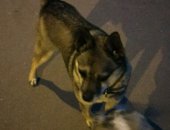 Продам собаку в Калуге, С прошлых выходных в районе ул молодежной появился песик
