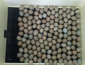 Продам яица в Песках, яйцо фазана для инкубации 40р, за шт, с, Пески Поворинский р-он