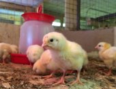 Продам с/х птицу в Иркутске, Выводим цыплят бройлера, есть свободные цыплята на 7 июня и