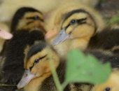 Продам с/х птицу в Туймазы, Cуточный молодняк утки оптом, суточный и подрощенный молодняк