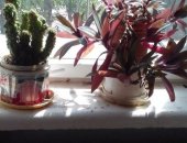 Продам комнатное растение в Санкт-Петербурге, Алоэ фикус кактусы и другие растения, аллое