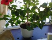 Продам комнатное растение в Благовещенске, китайскую розу, высота около 80 см