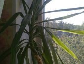 Продам комнатное растение в Петрозаводске, пальму без горшка, высота 110 см, постоянно