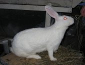 Продам заяца в Челябинске, тся кролики на племя выращенные по акселеративной технологии