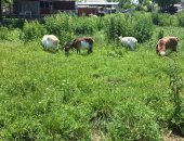 Продам козу в Суворовской, коз и козла, Козы ухоженные дойные, Две дойные, каждая даёт