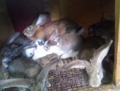 Продам заяца в Георгиевске, на завод высокопродуктивных самки приводят 10-12 крольчат