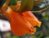 Продам комнатное растение в Биробиджане, цветок Гипоцирта