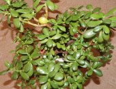Продам комнатное растение в Биробиджане, Денежное дерево _Толстянка