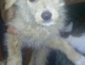 Продам собаку, самка в Комсомольске-на-Амуре, Красивые щенки, 3 щенка, Светлые - девочки