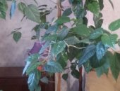 Продам комнатное растение в Новосибирске, Гибискус, Большое взрослое дерево, Высота 170