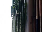 Продам комнатное растение в Ярославле, Молочай, сукулент, Кактус, Высота 115см, с горшком