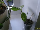 Продам комнатное растение в Новосибирске, Хойя Цилиата и другие хойи, Укорененный