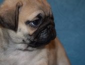 Продам собаку мопс, самка в Челябинске, ята, ики родились 20 апреля девочки и мальчики