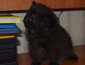 Продам британская, самец в Тюмени, Предлагается к резерву британский котик черного n