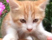 Продам кошку, самка в Украинке, Отдам даром двух котят девочки, родились 29 марта