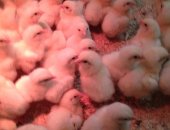 Продам с/х птицу в Тюмени, Цыплята Бройлера вывод 17 июня цена 55, подрощенные цыплята