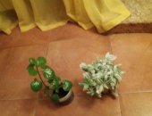 Продам комнатное растение в Тюмени, цветы, Цветущии пеларгонии
