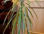 Продам комнатное растение в Москве, Пальма Драцена высота 75-80 см