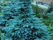Продам комнатное растение в Новосибирске, Все елочки в земле с закрытой корневой