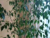 Продам комнатное растение в Москве, Фикус Бенджамина, Возраст 11 лет, Высота от земли 100