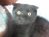 Продам кошку, самка в Новочеркасске, Кошечку отдадим в добрые руки, Кошечка, 2 месяца