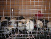 Продам с/х птицу в Камешкове, Индюшата, вывод 17, 05, от "белой широкогрудой"