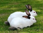 Продам заяца в Санкт-Петербурге, Калифорнийские кролики, Кролики калифорнийцы, 8 самок