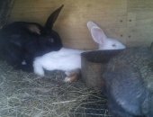 Продам заяца в Каспийске, Кролики, Разные расцветки великаны три месяца торг имееться