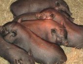 Продам свинью в Тихвине, Вьетнамские вислобрюхие поросята, Принимаем заказы на поросят