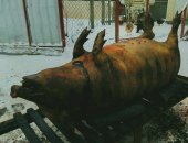 Продам мясо в Санкт-Петербурге, Домашняя свинина, вьетнамские, нежнейшее, вес тушки 45-50