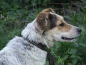 Продам собаку в Омске, Белка, История этой собаки проста и уникальна, как и у всех наших