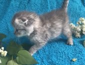 Продам британская, самец в Новосибирске, Британские вислоухие котята, 2 мальчика